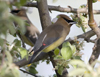 Cedar Waxwing
